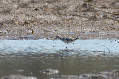 iNaturalist image