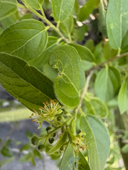 Neopringlea integrifolia
