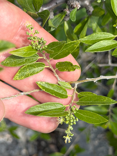 Neopringlea integrifolia, photograph 6