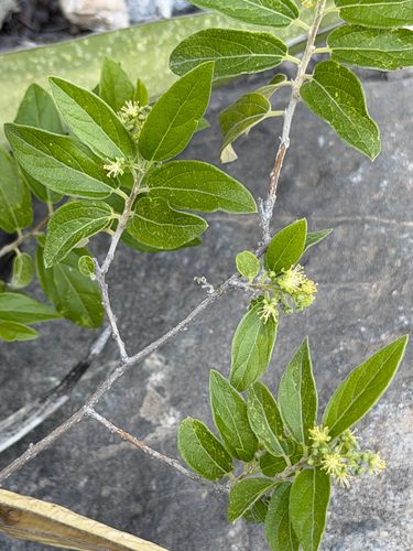 Neopringlea integrifolia, photograph 2