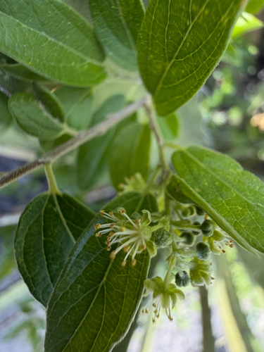 Neopringlea integrifolia, photograph 3