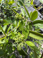 (c) Cody Hinchliff, some rights reserved (CC BY) Neopringlea integrifolia, photograph (c) Cody Hinchliff, some rights reserved (CC BY)