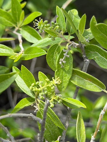 Neopringlea integrifolia, photograph 5