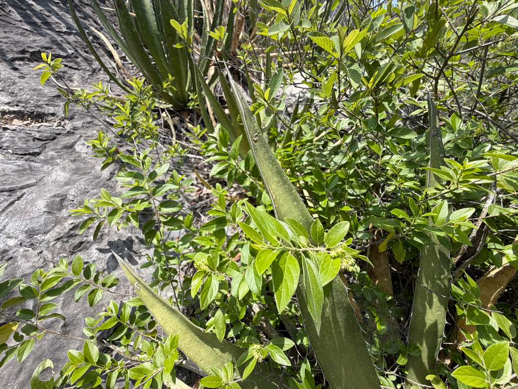 Neopringlea integrifolia; photograph (c) Cody Hinchliff, some rights reserved (CC BY)