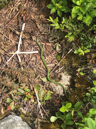 Smooth Greensnake