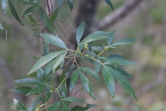 Ceratopetalum gummiferum, photograph (c) Sofia Zvolanek, some rights reserved (CC BY)