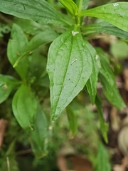 Ixanthus viscosus, photograph (c) Daniel Heras González, some rights reserved (CC BY)