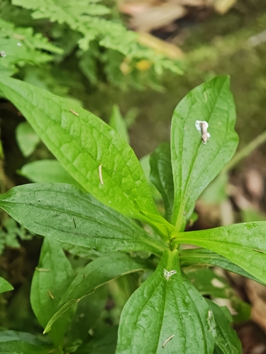 Ixanthus viscosus, photograph 3