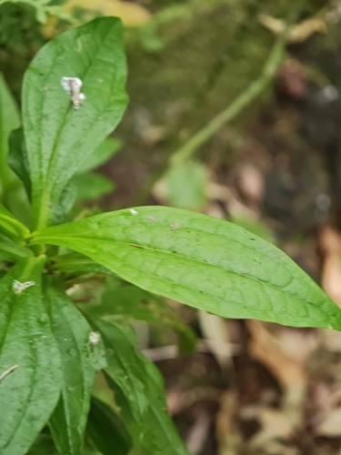 Ixanthus viscosus, photograph 4