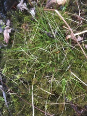 Carex trisperma