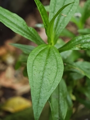 Ixanthus viscosus, photograph (c) Daniel Heras González, some rights reserved (CC BY)