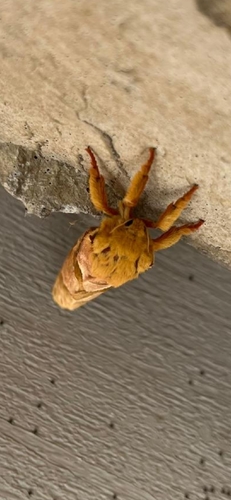 Four-spotted Ghost Moth