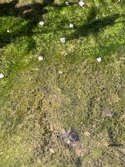 Veronica anagallis-aquatica