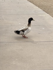 Anas platyrhynchos domesticus