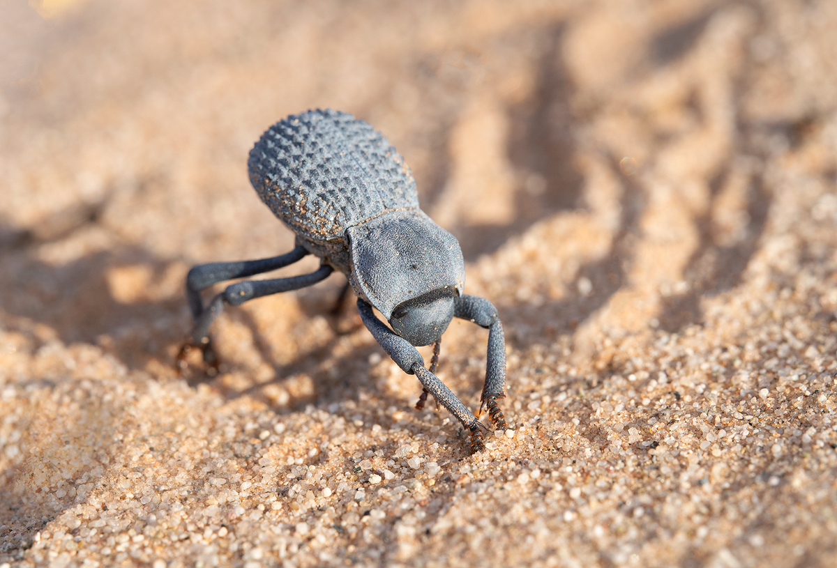 Desert Ironclad Beetle (Asbolus verrucosus) · iNaturalist NZ