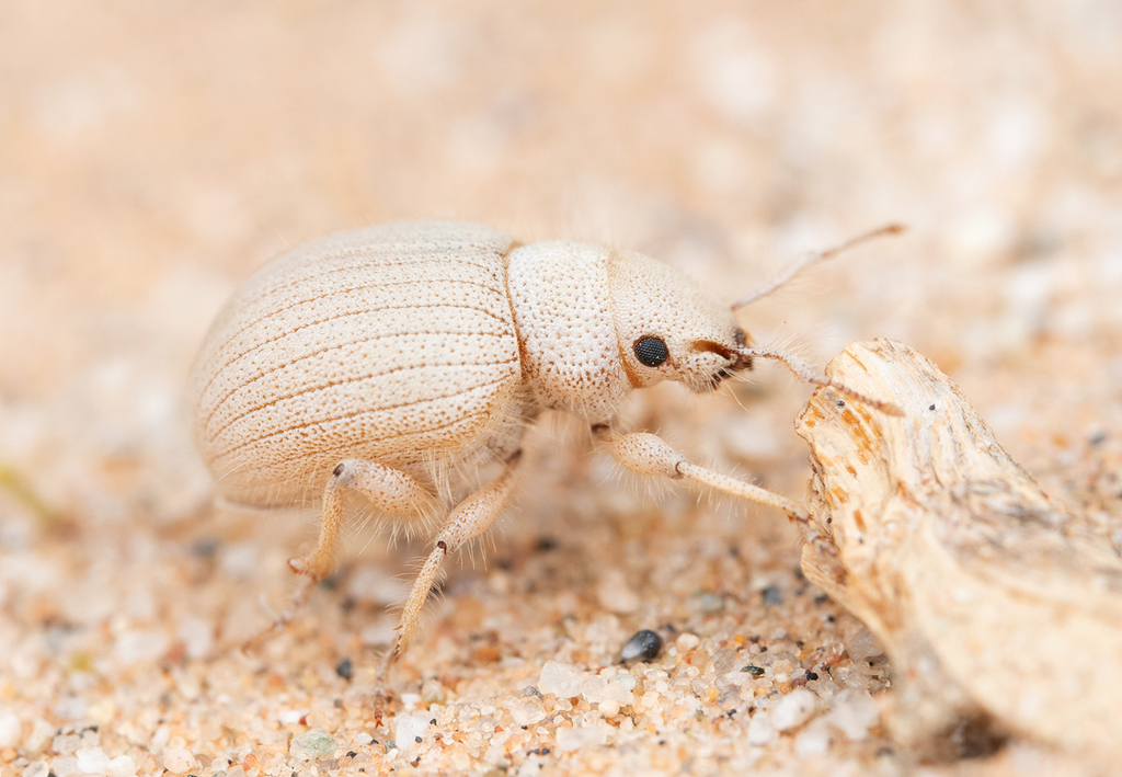 Eucilinus aridus