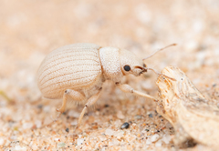 Eucilinus