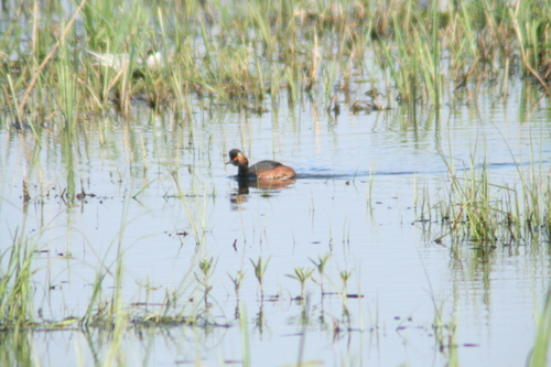 iNaturalist image