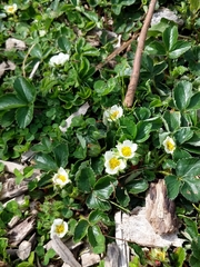 Fragaria chiloensis