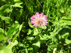 Trifolium pratense