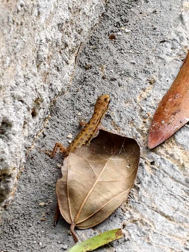 Sphenomorphus simus observed 2026-07-25