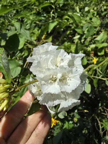 Jacquemontia nodiflora