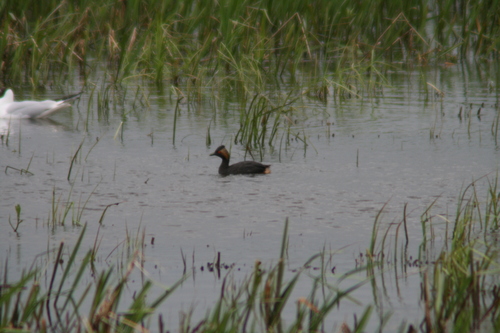 iNaturalist image