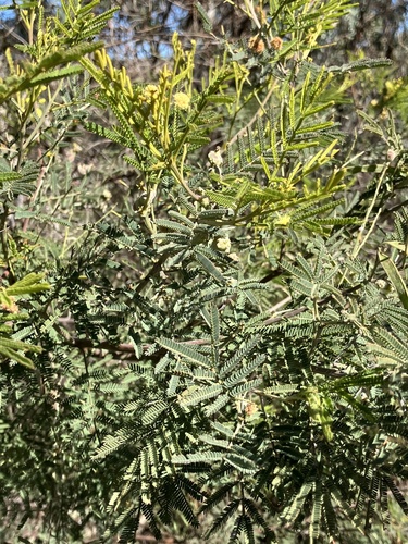 Acacia deanei observed 2026-07-24