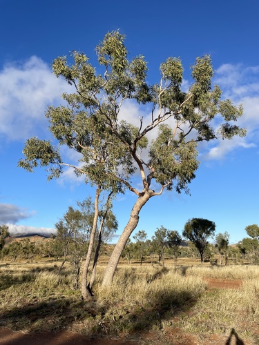 Desert Bloodwood