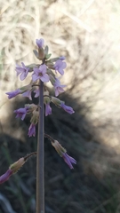 Boechera sparsiflora