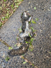 Sciurus carolinensis