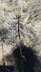 Boechera sparsiflora