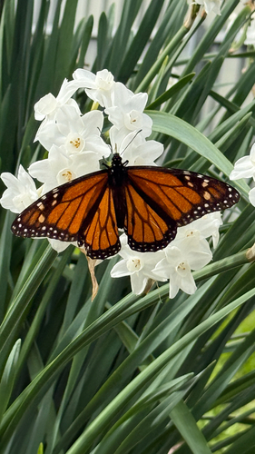 Monarch