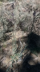 Boechera sparsiflora