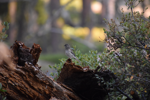 iNaturalist observation photo of Dark-eyed Junco