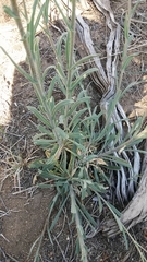 Boechera sparsiflora