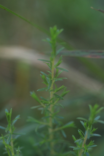 Kunzea ambigua, photograph 5