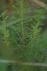 Kunzea ambigua, photograph (c) Sofia Zvolanek, some rights reserved (CC BY)