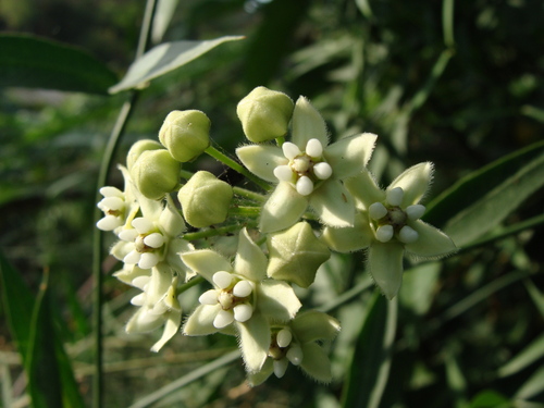 Funastrum clausum, photograph 3