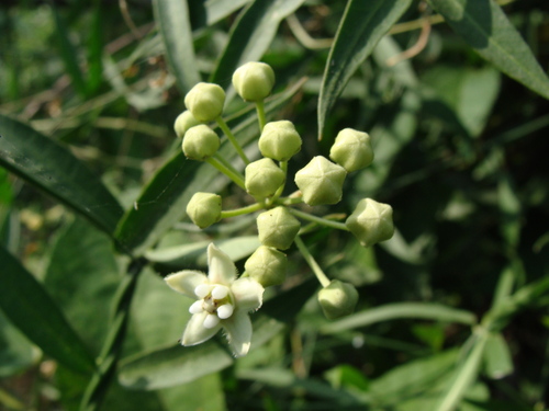 Funastrum clausum, photograph 6