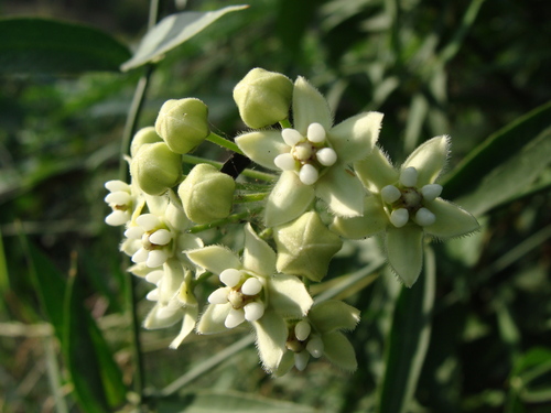 Funastrum clausum, photograph 5
