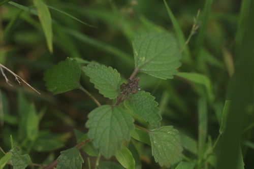 Coleus australis, photograph 3