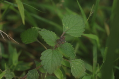 Coleus australis, photograph (c) Sofia Zvolanek, some rights reserved (CC BY)
