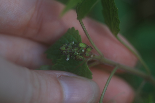 Coleus australis, photograph 4