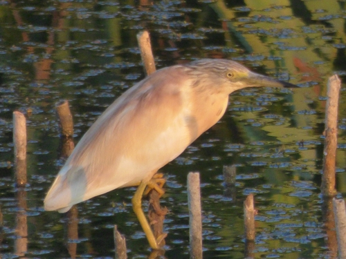 iNaturalist image