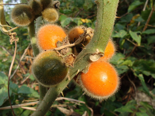 Solanum candidum, photograph 4