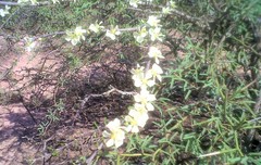 Gonopterodendron sarmientoi