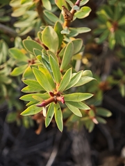 Euphorbia balsamifera, photograph (c) Daniel Heras González, some rights reserved (CC BY)