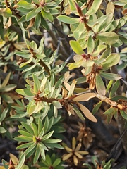 Euphorbia balsamifera, photograph (c) Daniel Heras González, some rights reserved (CC BY)