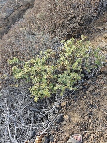Euphorbia balsamifera, photograph 5